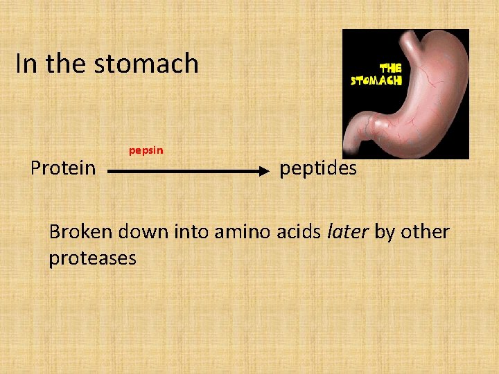 In the stomach Protein pepsin peptides Broken down into amino acids later by other
