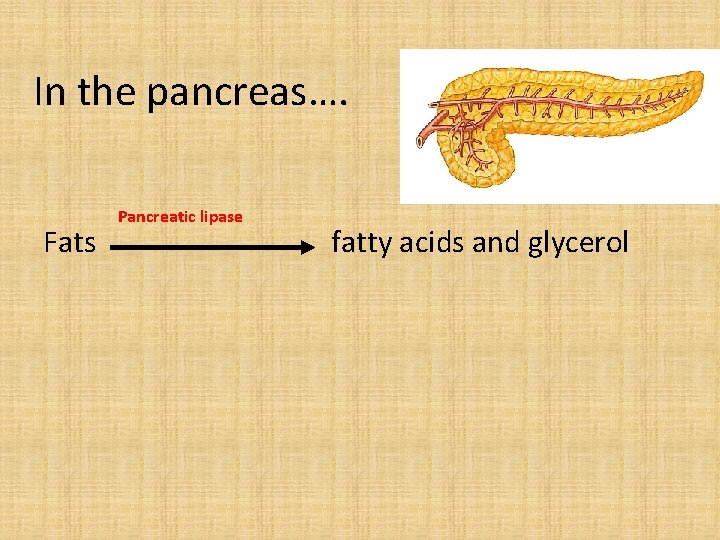 In the pancreas…. Fats Pancreatic lipase fatty acids and glycerol 