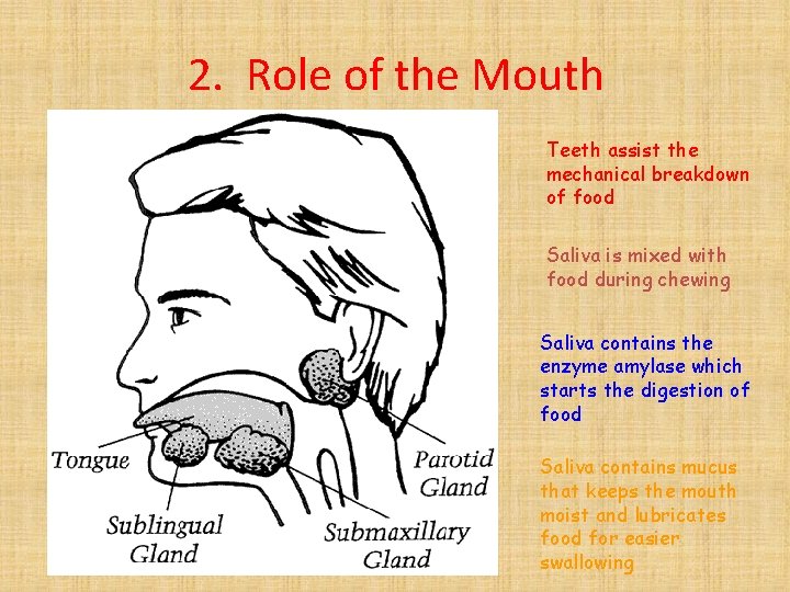 2. Role of the Mouth Teeth assist the mechanical breakdown of food Saliva is