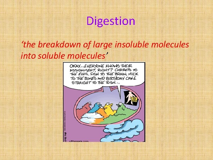 Digestion ‘the breakdown of large insoluble molecules into soluble molecules’ 