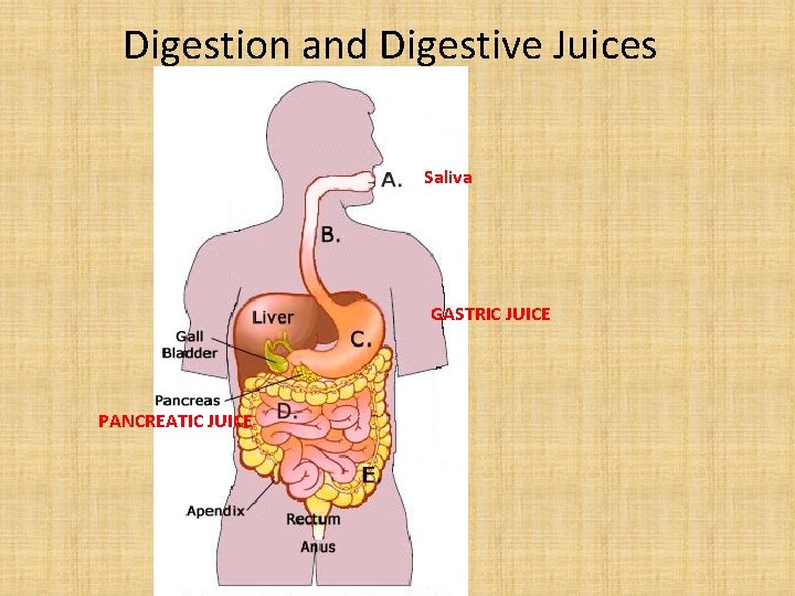 Digestion and Digestive Juices Saliva GASTRIC JUICE PANCREATIC JUICE 