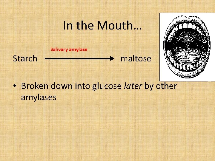 In the Mouth… Starch Salivary amylase maltose • Broken down into glucose later by