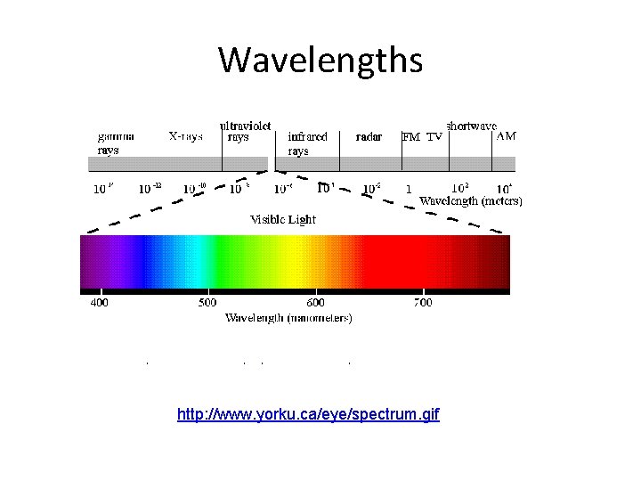 Wavelengths http: //www. yorku. ca/eye/spectrum. gif Wavelengths http: //www. yorku. ca/eye/spectrum. gif