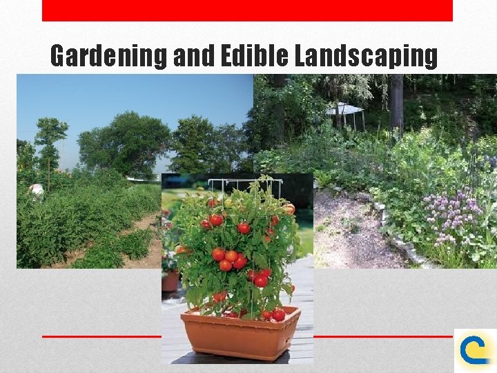 Gardening and Edible Landscaping 