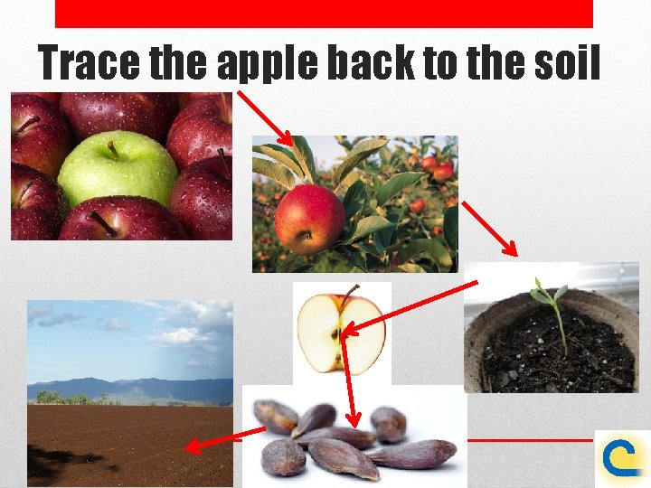 Trace the apple back to the soil 