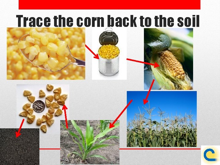 Trace the corn back to the soil 