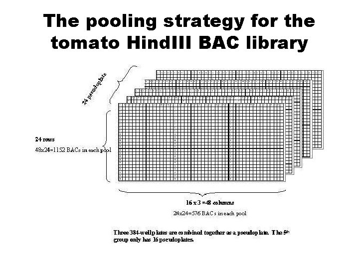 The pooling strategy for the tomato Hind. III BAC library The pooling strategy for the tomato Hind. III BAC library