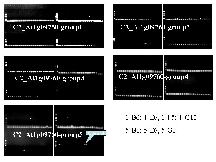 C 2_At 1 g 09760 -group 1 C 2_At 1 g 09760 -group 2 C 2_At 1 g 09760 -group 1 C 2_At 1 g 09760 -group 2