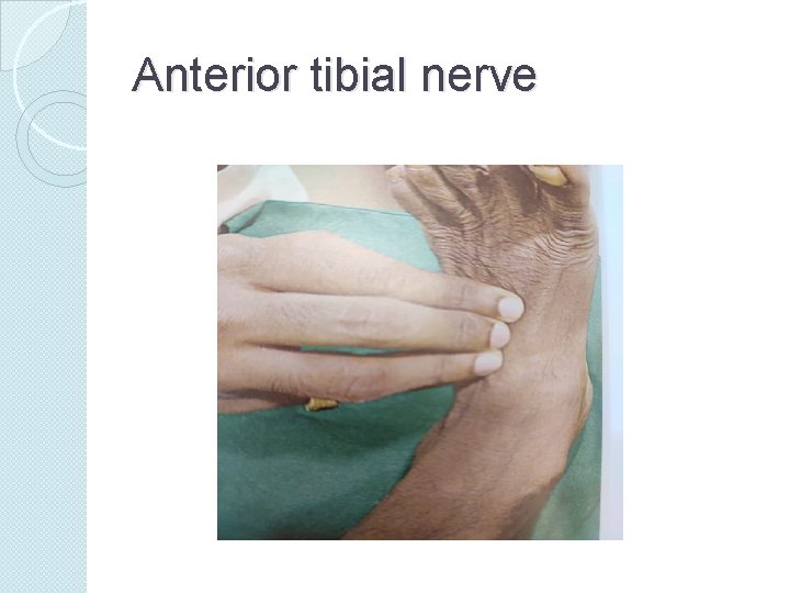 Anterior tibial nerve 