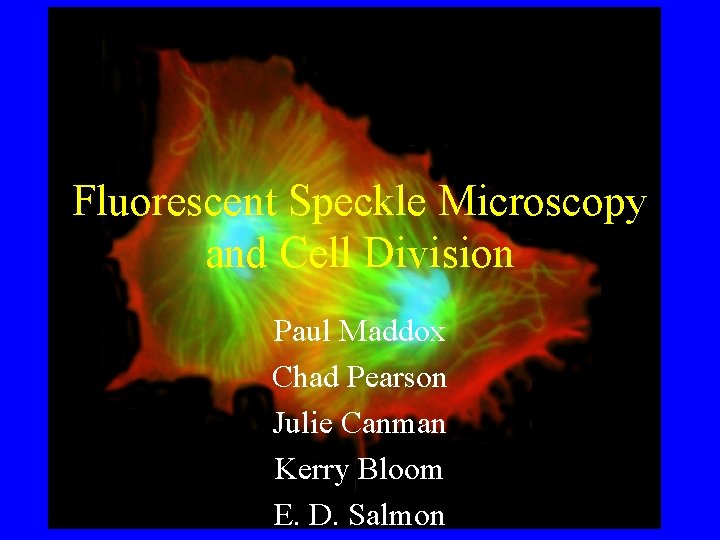 Fluorescent Speckle Microscopy and Cell Division Paul Maddox Chad Pearson Julie Canman Kerry Bloom