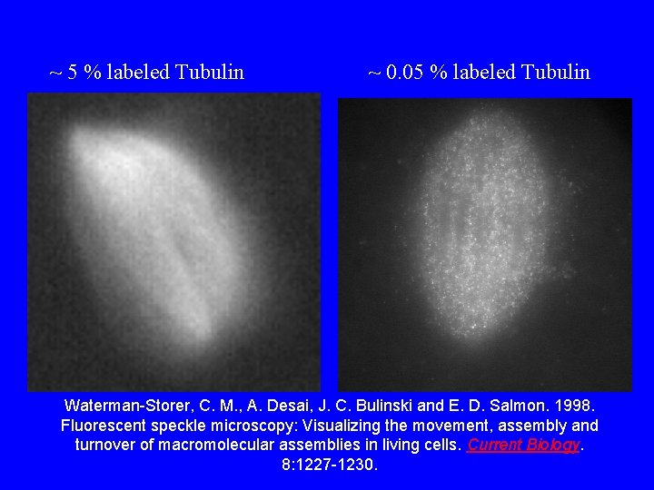 ~ 5 % labeled Tubulin ~ 0. 05 % labeled Tubulin Waterman-Storer, C. M.