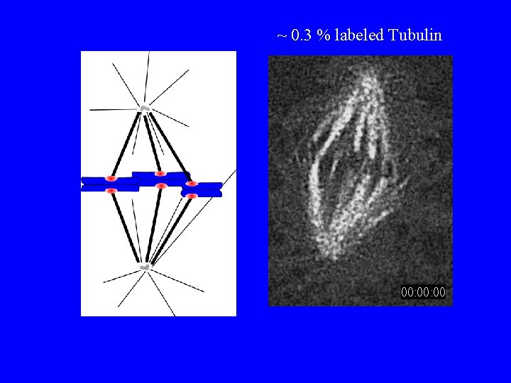~ 0. 3 % labeled Tubulin 