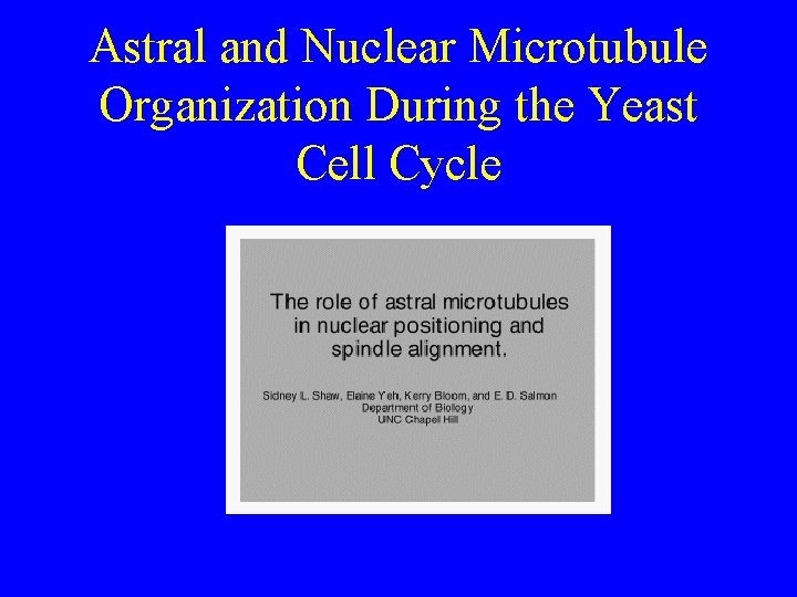 Astral and Nuclear Microtubule Organization During the Yeast Cell Cycle 