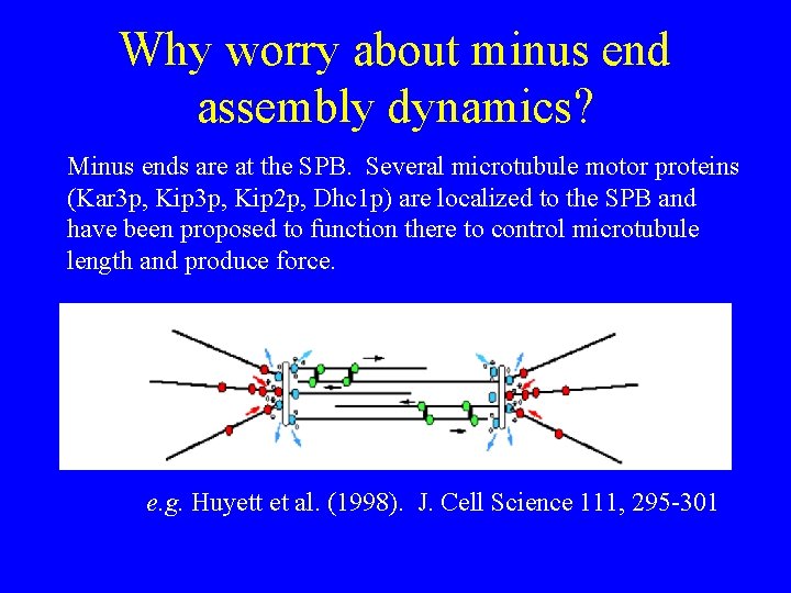 Why worry about minus end assembly dynamics? Minus ends are at the SPB. Several
