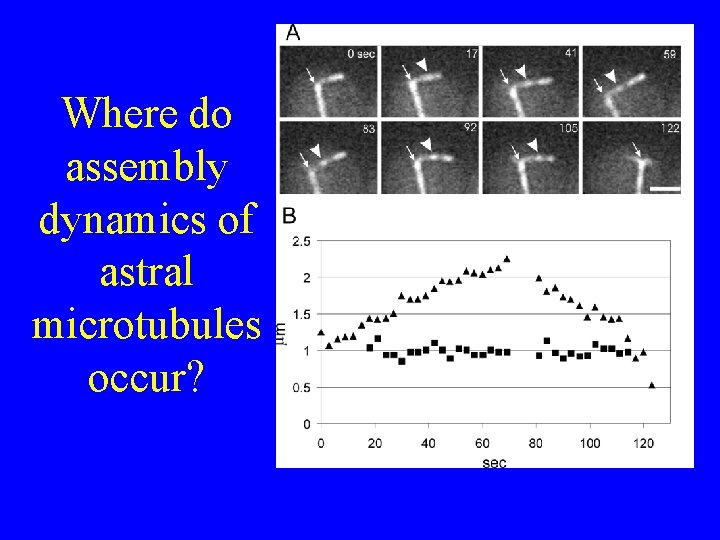 Where do assembly dynamics of astral microtubules occur? 