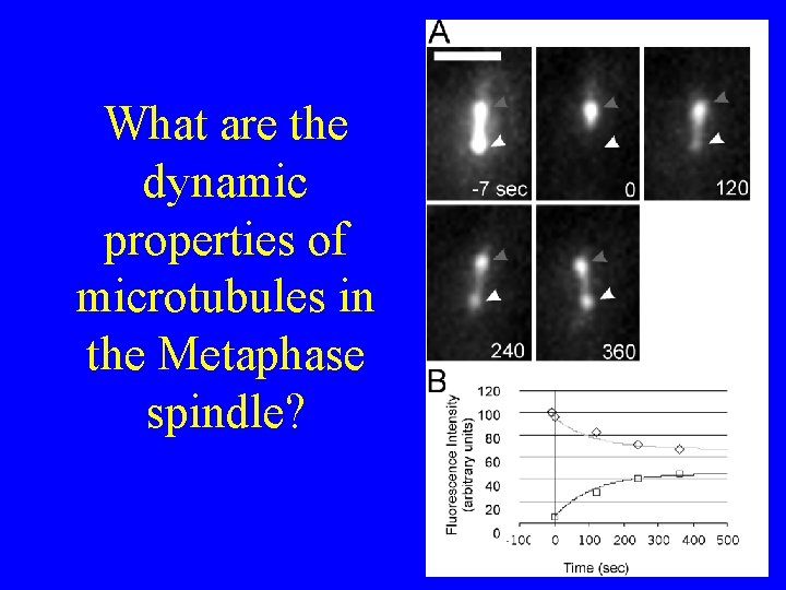 What are the dynamic properties of microtubules in the Metaphase spindle? 