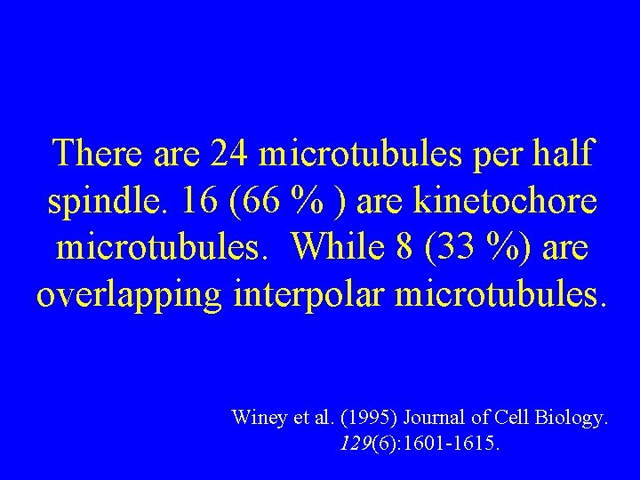 There are 24 microtubules per half spindle. 16 (66 % ) are kinetochore microtubules.