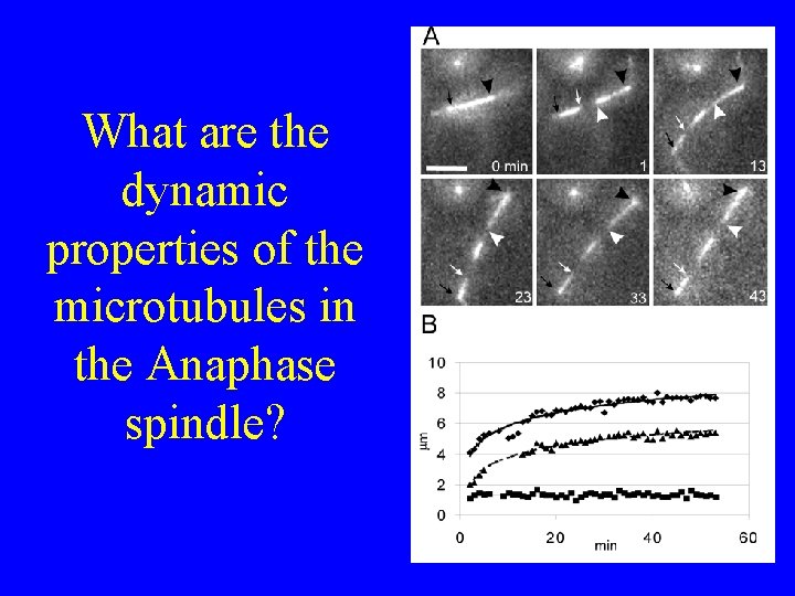 What are the dynamic properties of the microtubules in the Anaphase spindle? 