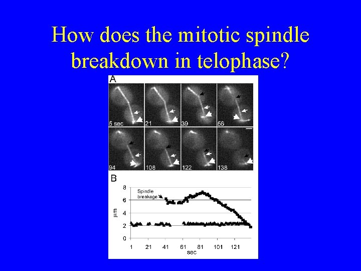 How does the mitotic spindle breakdown in telophase? 