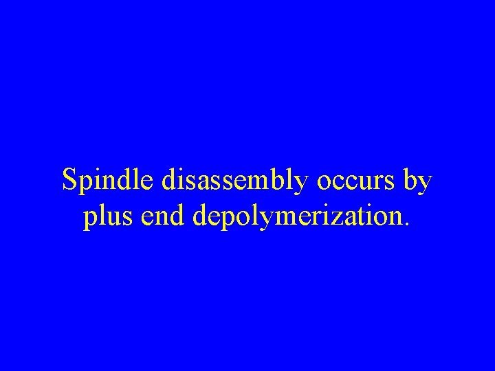 Spindle disassembly occurs by plus end depolymerization. 