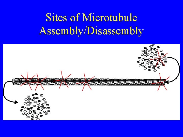 Sites of Microtubule Assembly/Disassembly 