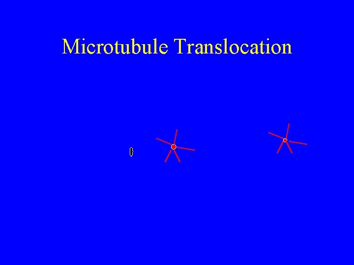 Microtubule Translocation 