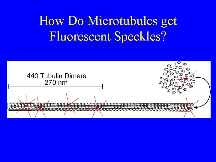 How Do Microtubules get Fluorescent Speckles? 