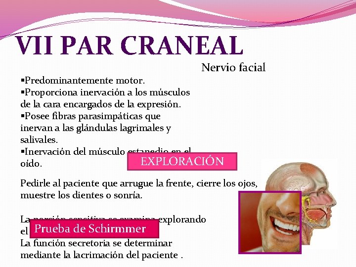 VII PAR CRANEAL Nervio facial §Predominantemente motor. §Proporciona inervación a los músculos de la