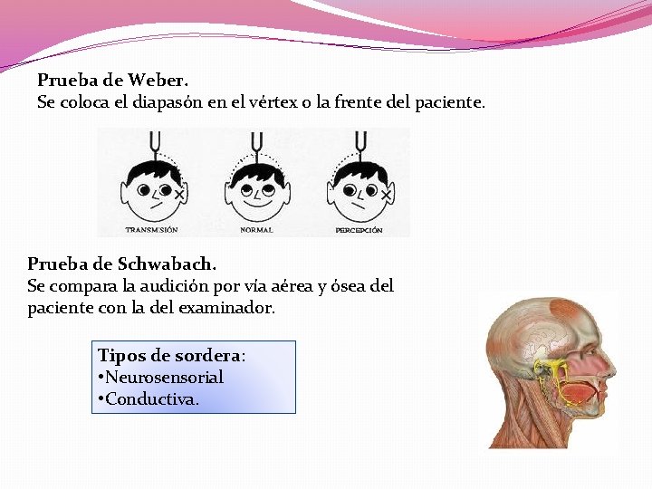 Prueba de Weber. Se coloca el diapasón en el vértex o la frente del