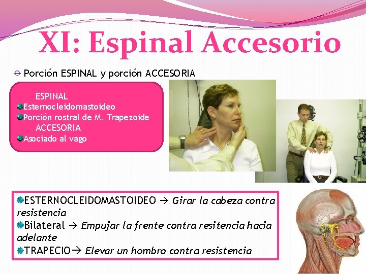 XI: Espinal Accesorio Porción ESPINAL y porción ACCESORIA ESPINAL Esternocleidomastoideo Porción rostral de M.