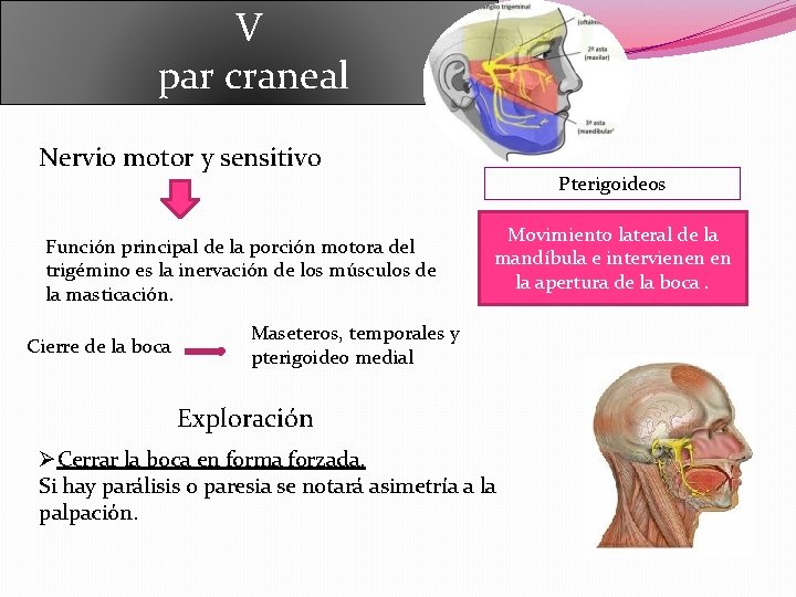 V par craneal Nervio motor y sensitivo Función principal de la porción motora del