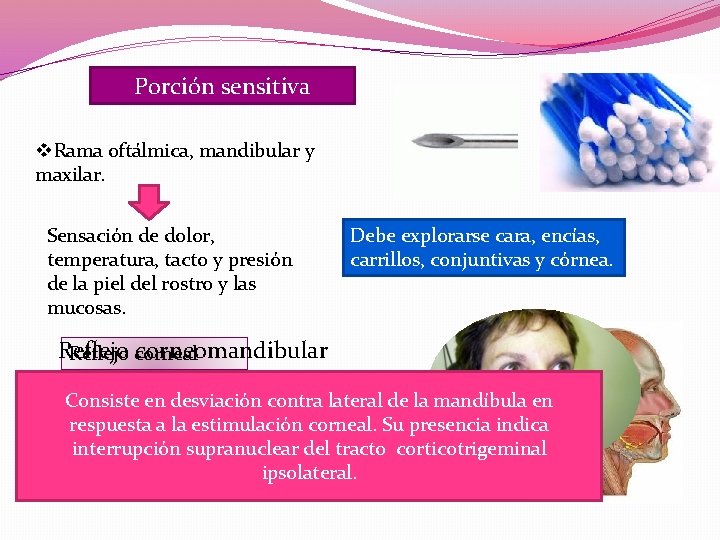 Porción sensitiva v. Rama oftálmica, mandibular y maxilar. Sensación de dolor, temperatura, tacto y