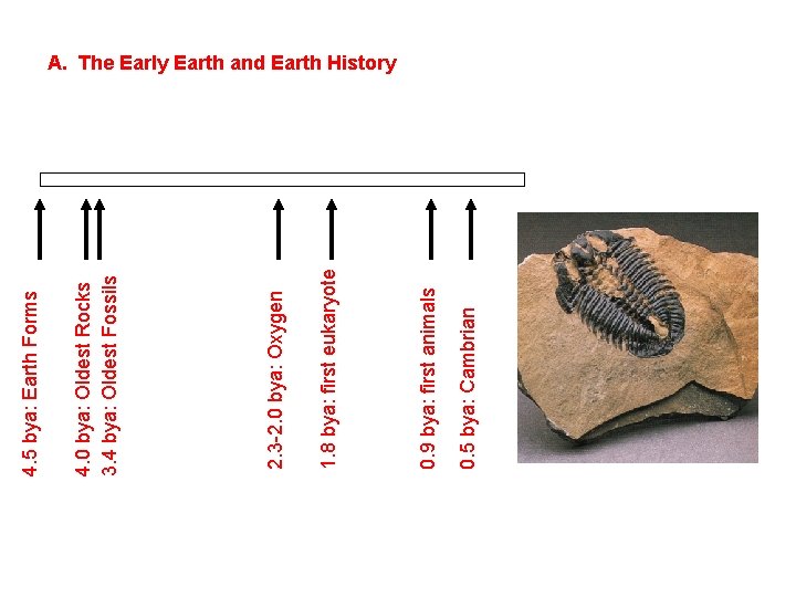 0. 5 bya: Cambrian 0. 9 bya: first animals 1. 8 bya: first eukaryote