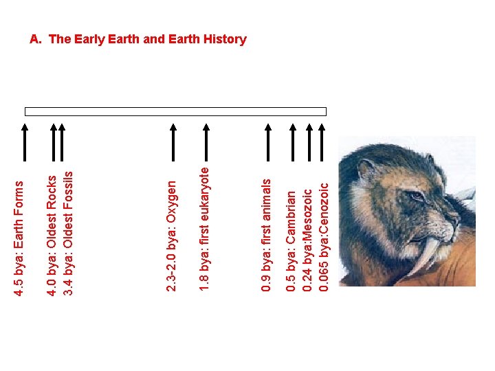 0. 5 bya: Cambrian 0. 24 bya: Mesozoic 0. 065 bya: Cenozoic 0. 9