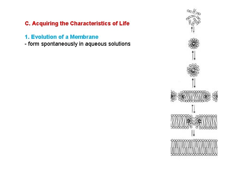C. Acquiring the Characteristics of Life 1. Evolution of a Membrane - form spontaneously