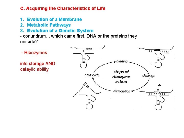 C. Acquiring the Characteristics of Life 1. Evolution of a Membrane 2. Metabolic Pathways