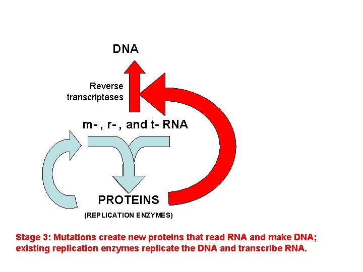 DNA Reverse transcriptases m- , r- , and t- RNA PROTEINS (REPLICATION ENZYMES) Stage