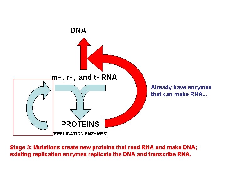 DNA m- , r- , and t- RNA Already have enzymes that can make