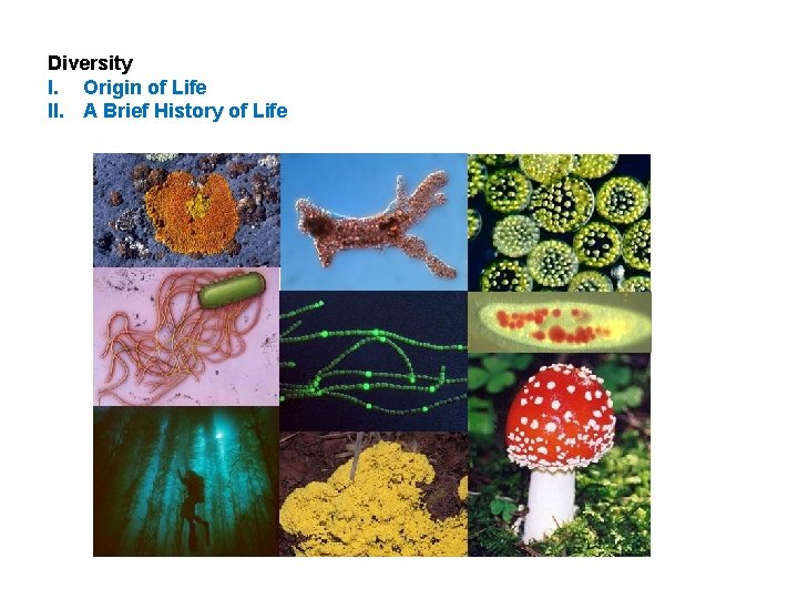 Diversity I. Origin of Life II. A Brief History of Life 