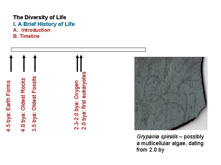 The Diversity of Life I. A Brief History of Life 2. 3 -2. 0