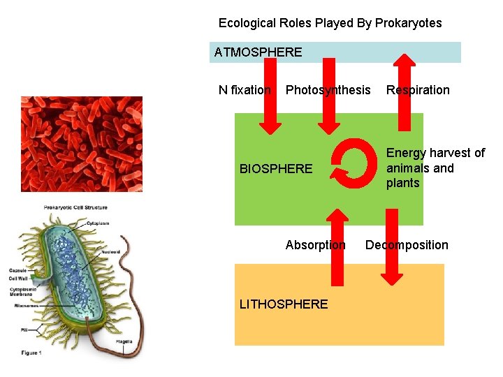 Ecological Roles Played By Prokaryotes ATMOSPHERE N fixation Photosynthesis BIOSPHERE Absorption LITHOSPHERE Respiration Energy