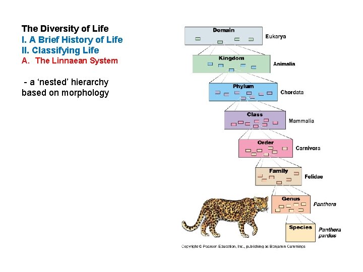 The Diversity of Life I. A Brief History of Life II. Classifying Life A.