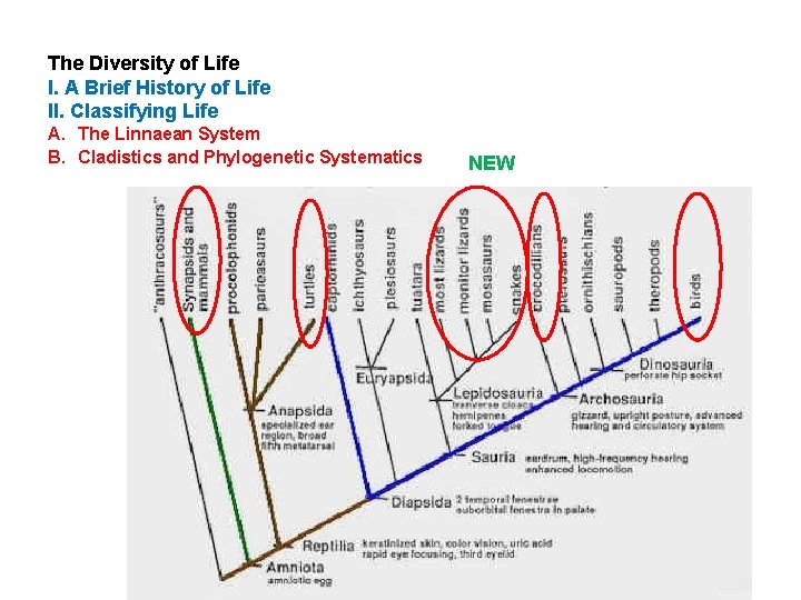 The Diversity of Life I. A Brief History of Life II. Classifying Life A.