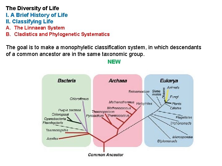 The Diversity of Life I. A Brief History of Life II. Classifying Life A.