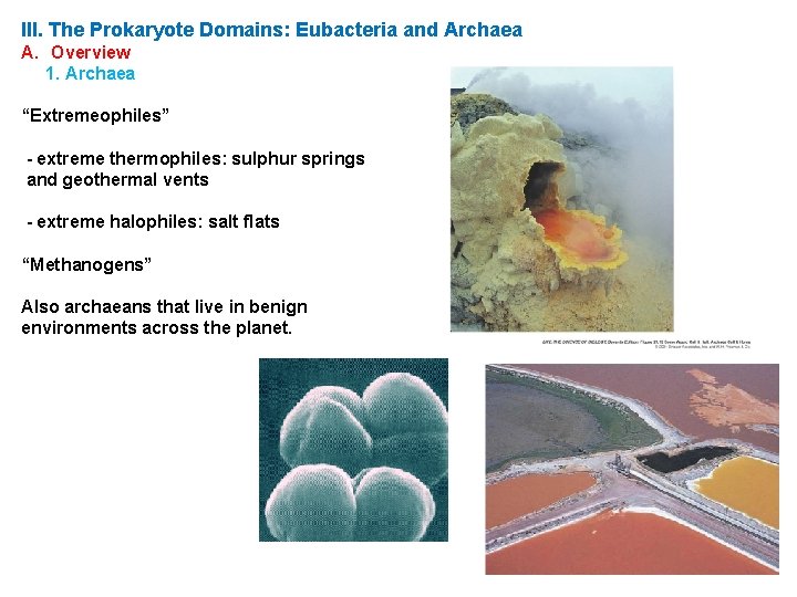 III. The Prokaryote Domains: Eubacteria and Archaea A. Overview 1. Archaea “Extremeophiles” - extreme