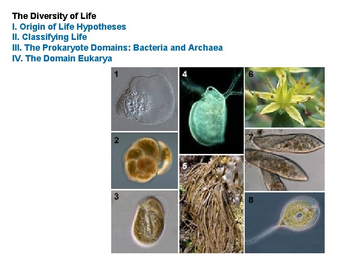 The Diversity of Life I. Origin of Life Hypotheses II. Classifying Life III. The