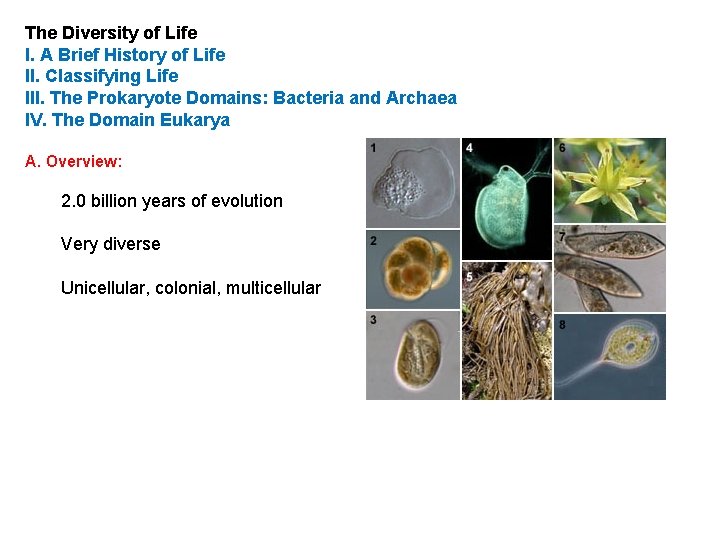 The Diversity of Life I. A Brief History of Life II. Classifying Life III.