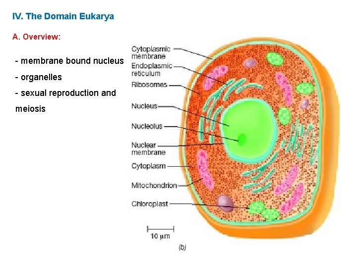 IV. The Domain Eukarya A. Overview: - membrane bound nucleus - organelles - sexual