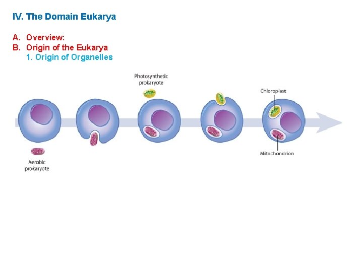 IV. The Domain Eukarya A. Overview: B. Origin of the Eukarya 1. Origin of