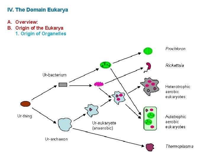 IV. The Domain Eukarya A. Overview: B. Origin of the Eukarya 1. Origin of